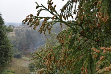 松树柏树常青树