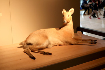 鹿模型