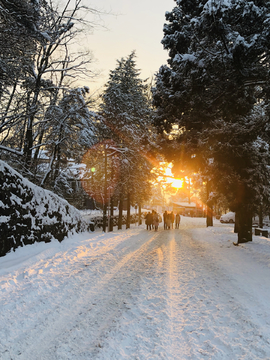 庐山雪景