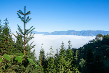 蓝天云海树林远山