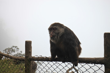 峨眉山猴子