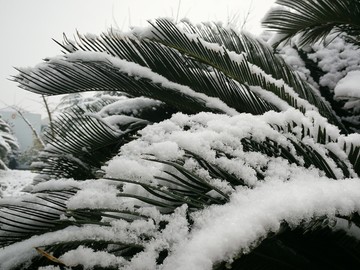 魔都上海朱家角古镇雪景