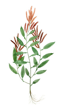 葫蘆茶
