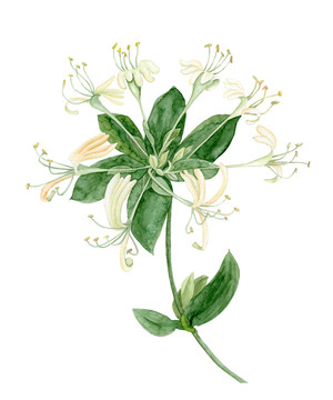 金銀花