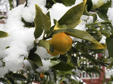 桔子特写雪地