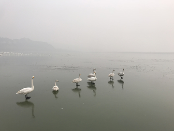 湿地公园天鹅湖