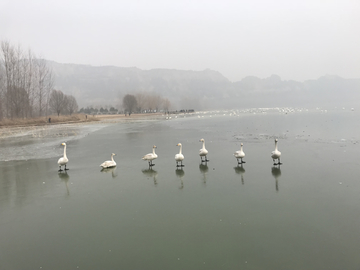 湿地公园天鹅湖