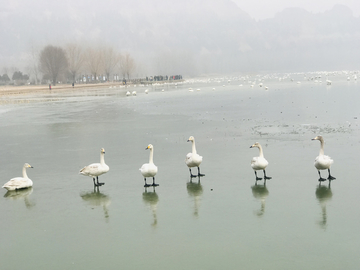 湿地公园天鹅湖