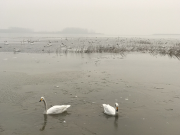 湿地公园天鹅湖