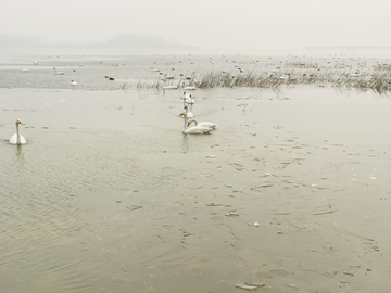 湿地公园天鹅湖