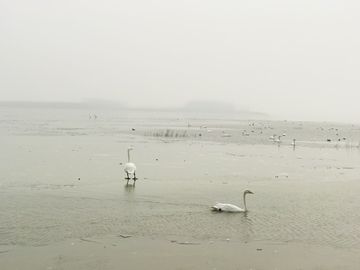 湿地公园天鹅湖