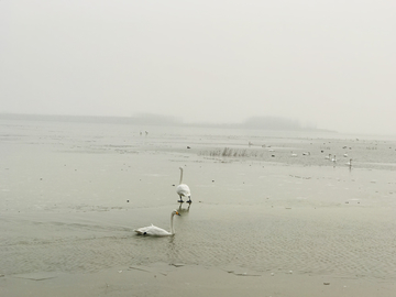 湿地公园天鹅湖