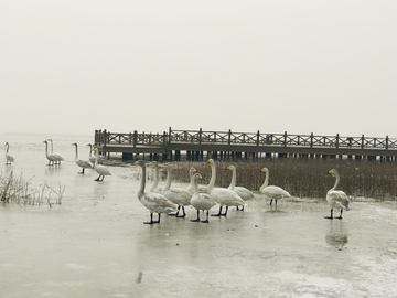 湿地公园冰面上的天鹅