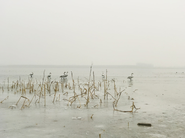 天鹅湖水墨画