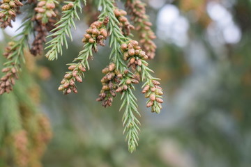 松树柏树常青树