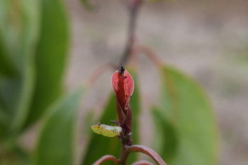 油樟香樟芽