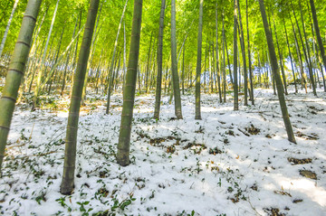 雪中竹林