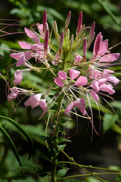 醉蝶花