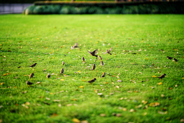 聚集在草地上的麻雀