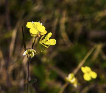 黄花