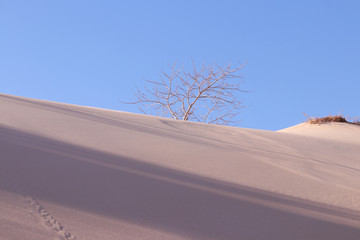 沙漠枯树蓝天