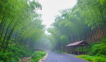 竹林小路