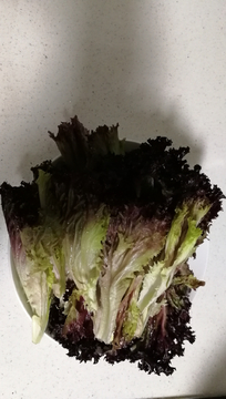 紫生菜