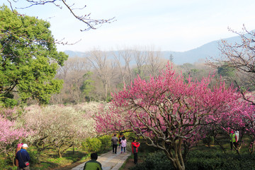 南京梅花山