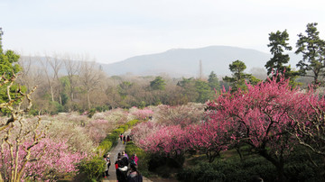 南京梅花山