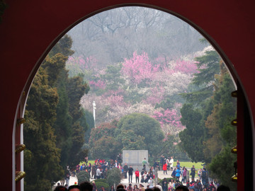 南京明孝陵梅花山