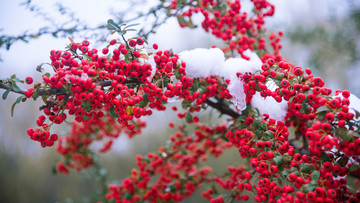 雪里红果