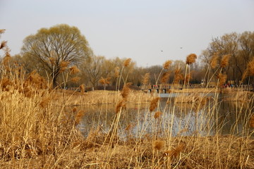 秋季湖景