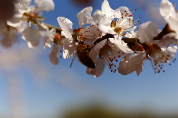 桃花蜜蜂