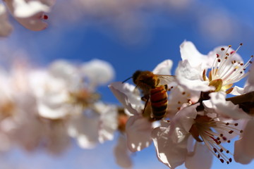 桃花蜜蜂