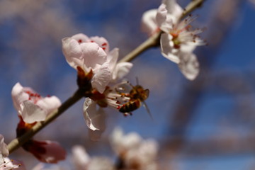 桃花蜜蜂