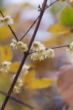 腊梅花