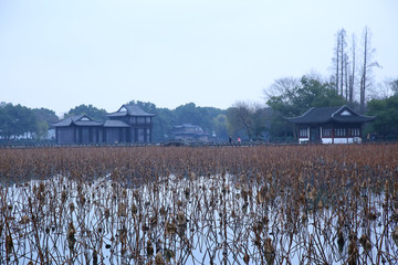 杭州曲院风荷秋景