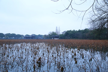 杭州曲院风荷秋景