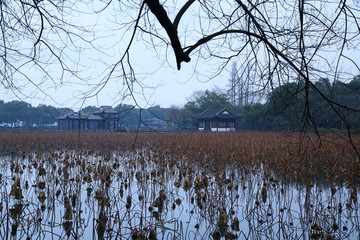 杭州曲院风荷景区