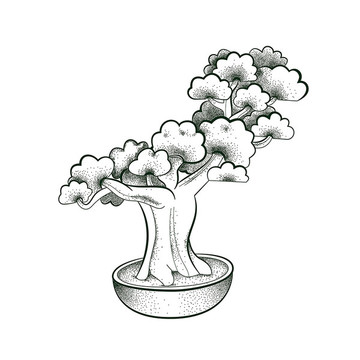 松樹插畫