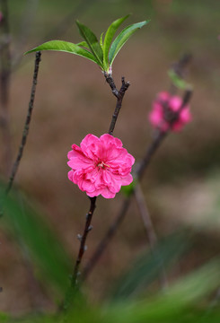 树木园的桃花