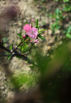 树木园的桃花