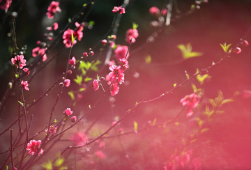 树木园的桃花