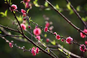 树木园的桃花