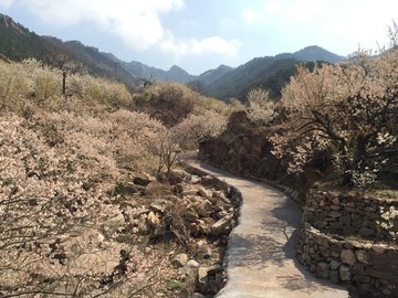 青岛崂山樱桃花北宅