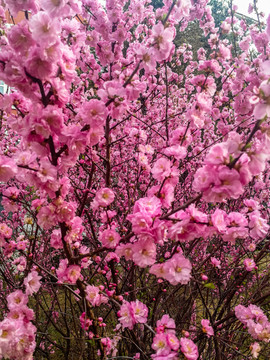 春季榆叶梅花