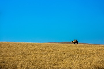 秋季草原双峰骆驼