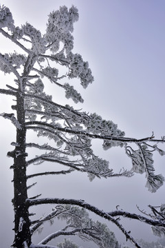 黄山松