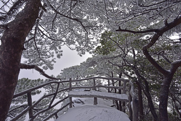 黄山迎客松