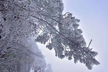 黄山松